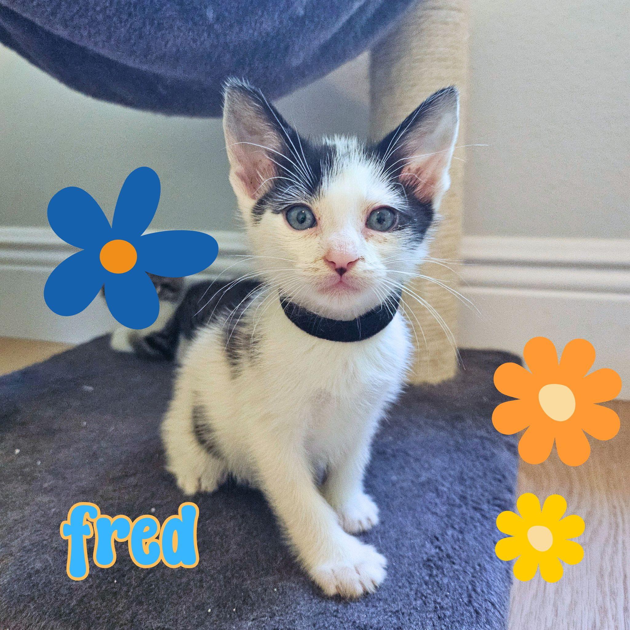 Fred, Baby Male Tuxedo