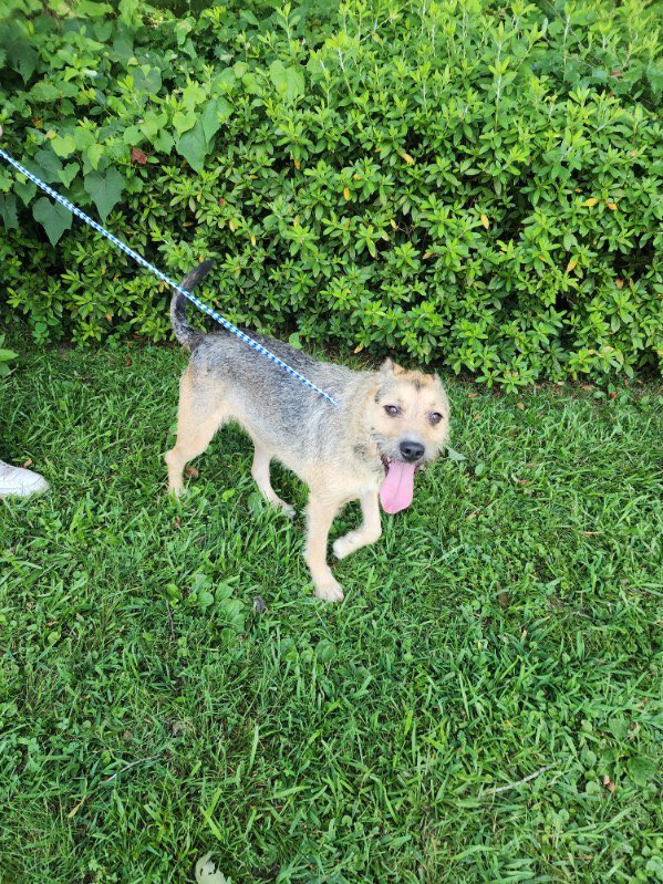 Enlarge Jade, an adopted Terrier in bauxite, AR image 1/4