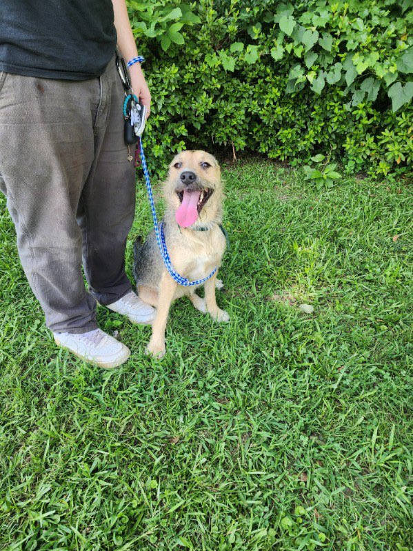 Enlarge Jade, an adopted Terrier in bauxite, AR image 2/4