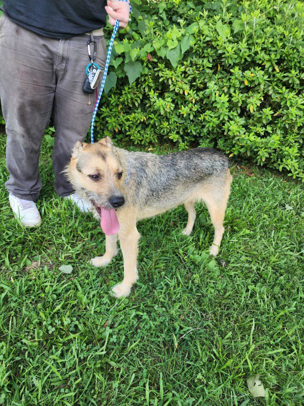 Enlarge Jade, an adopted Terrier in bauxite, AR image 3/4