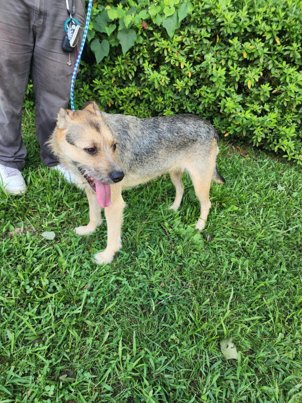 Enlarge Jade, an adopted Terrier in bauxite, AR image 4/4