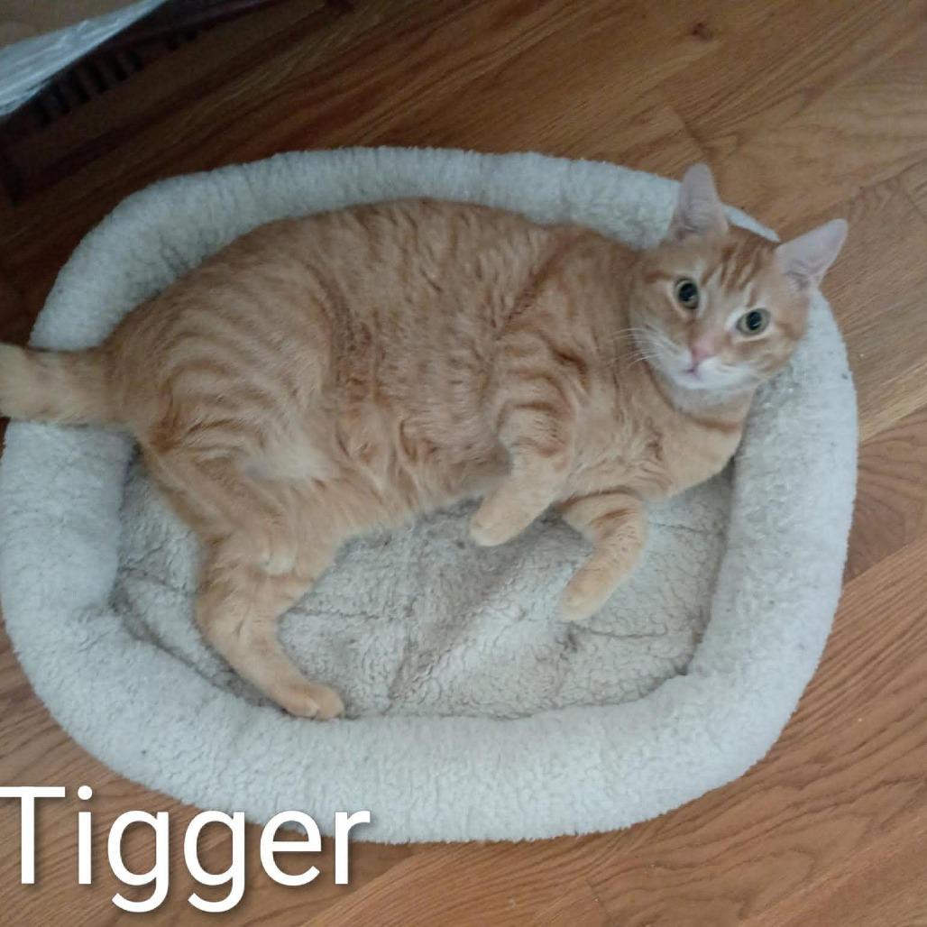 Tigger, Adoptable, Adult Male Domestic Short Hair.