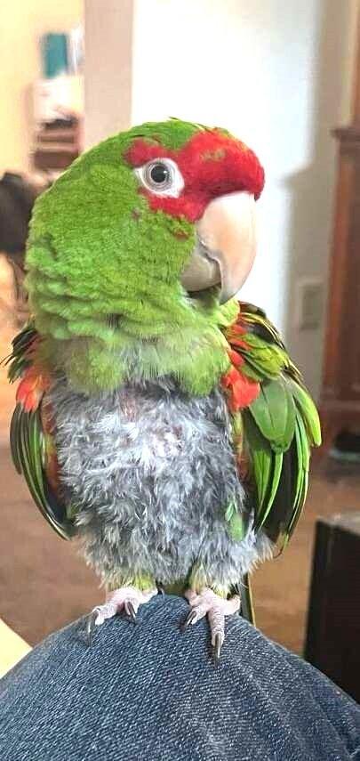 Enlarge Harper, a Adopted Conure in West Mifflin, PA image 1/1