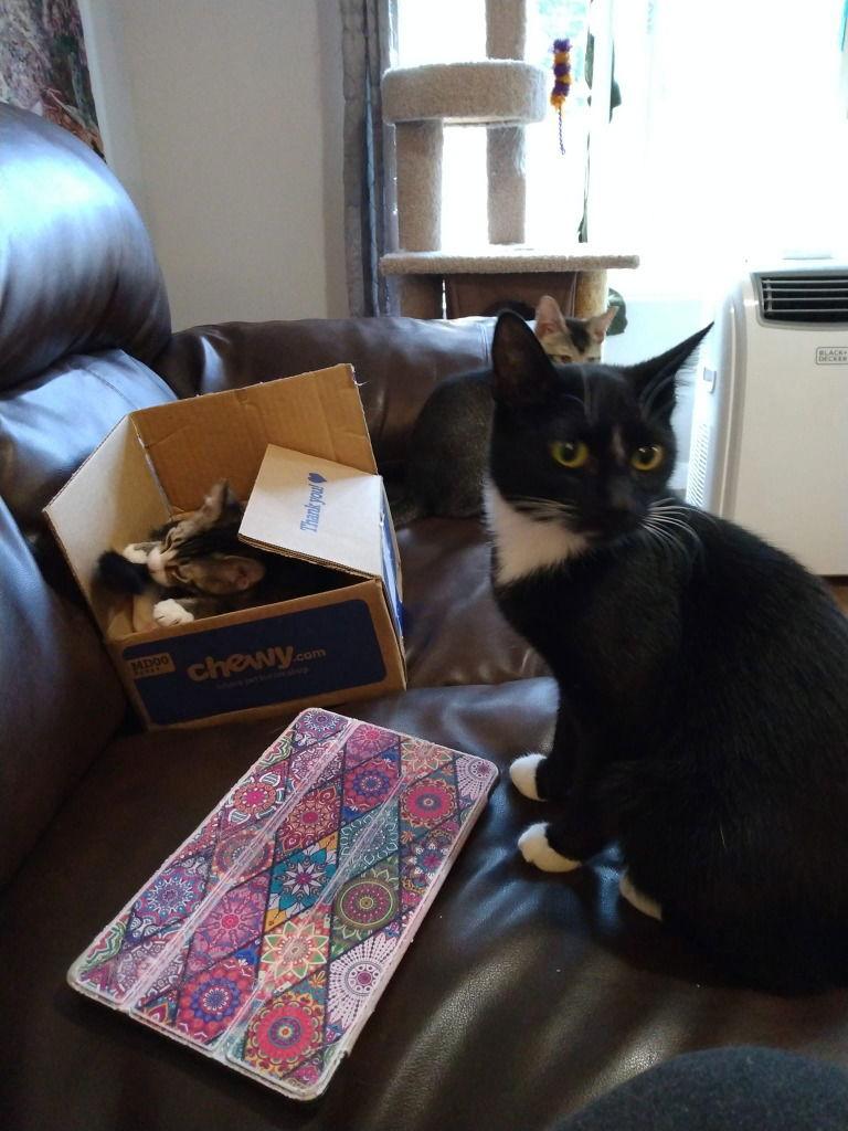 Galaxy, Adoptable, Adult Female Domestic Short Hair.