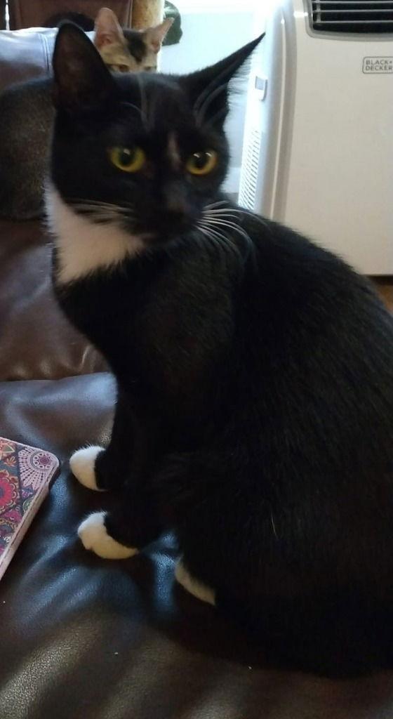 Galaxy, a Adoptable Domestic Short Hair in Battle Ground, WA image 2/6