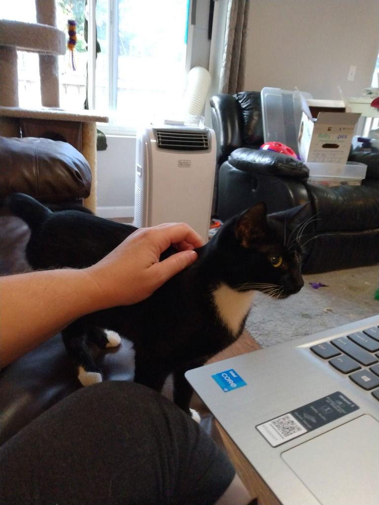 Galaxy, a Adoptable Domestic Short Hair in Battle Ground, WA image 3/6