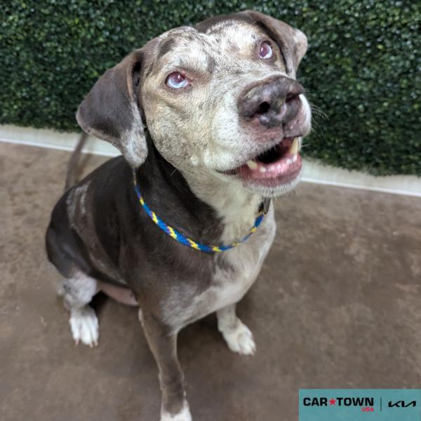 Enlarge Merle Swirl, a Adoptable mixed breed in Lexington, KY image 1/2