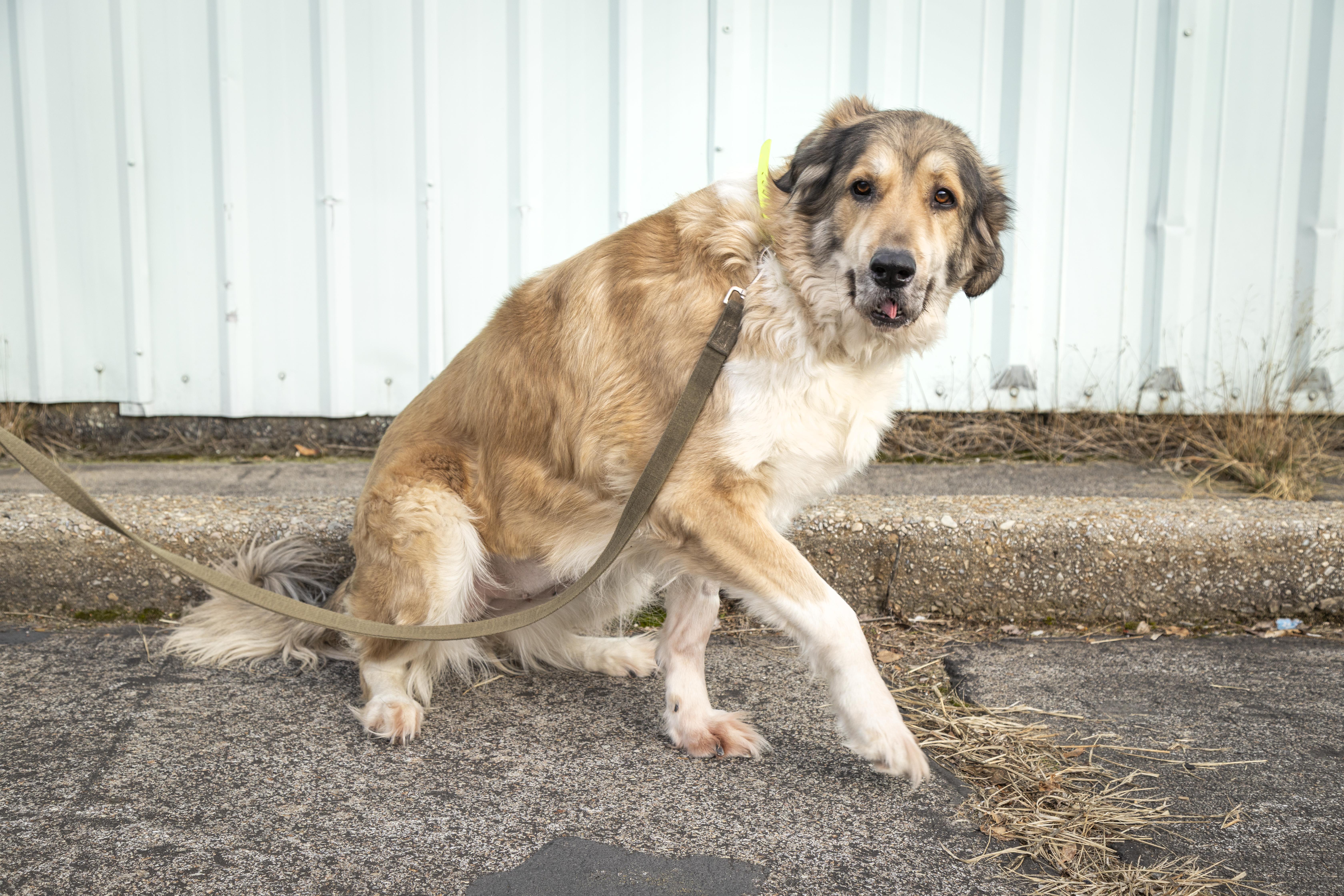 Enlarge Anastasia, a ADOPTABLE mixed breed in Kellogg, ID image 4/6