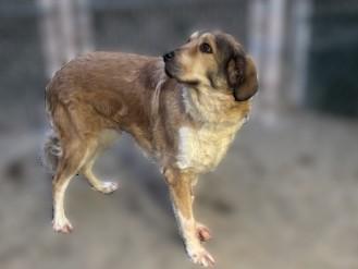 Enlarge Anastasia, a ADOPTABLE mixed breed in Kellogg, ID image 5/6