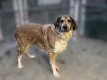 Enlarge Anastasia, a ADOPTABLE mixed breed in Kellogg, ID image 3/6