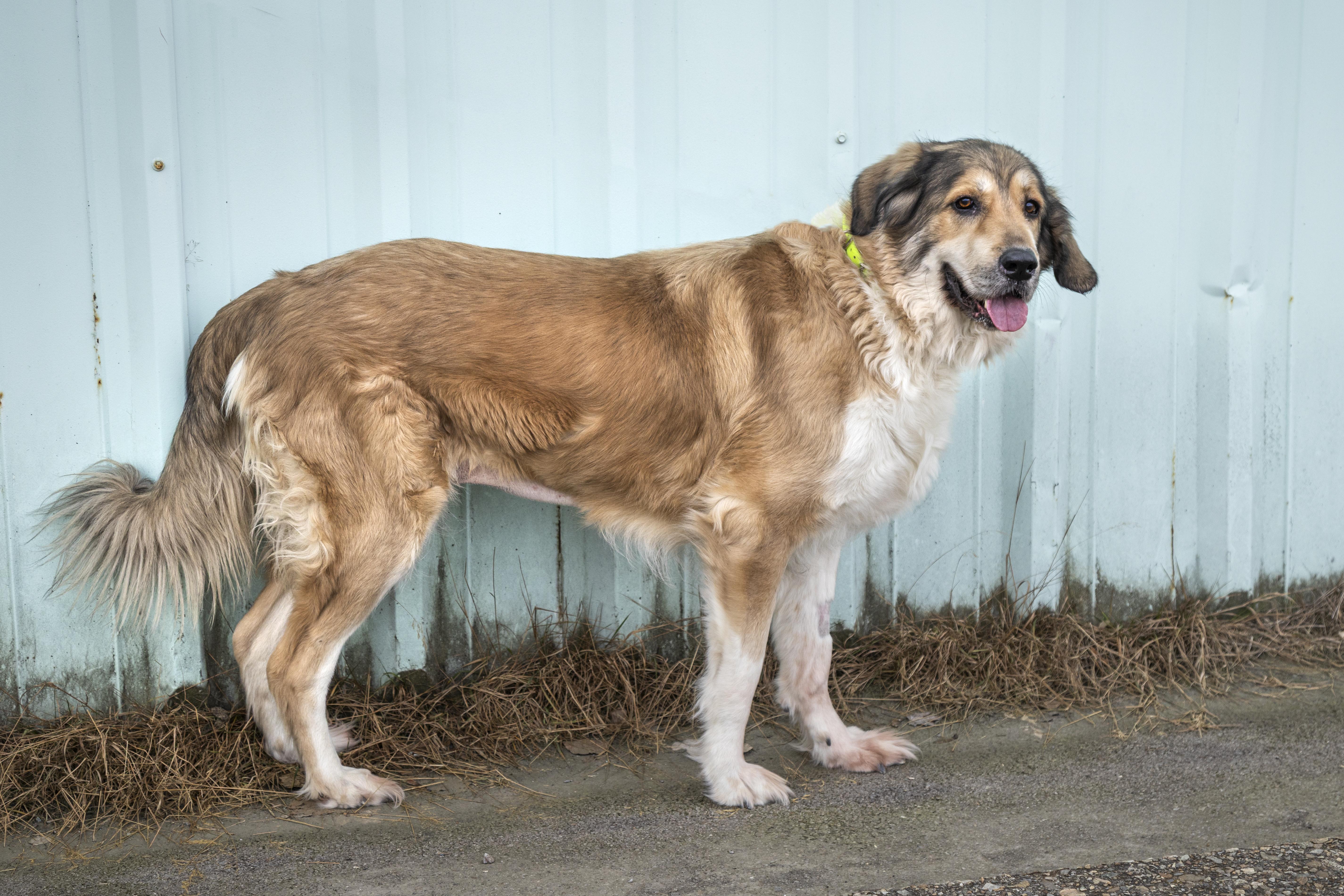 Enlarge Anastasia, a ADOPTABLE mixed breed in Kellogg, ID image 2/6