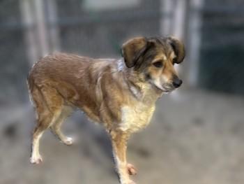 Enlarge Anastasia, a ADOPTABLE mixed breed in Kellogg, ID image 6/6