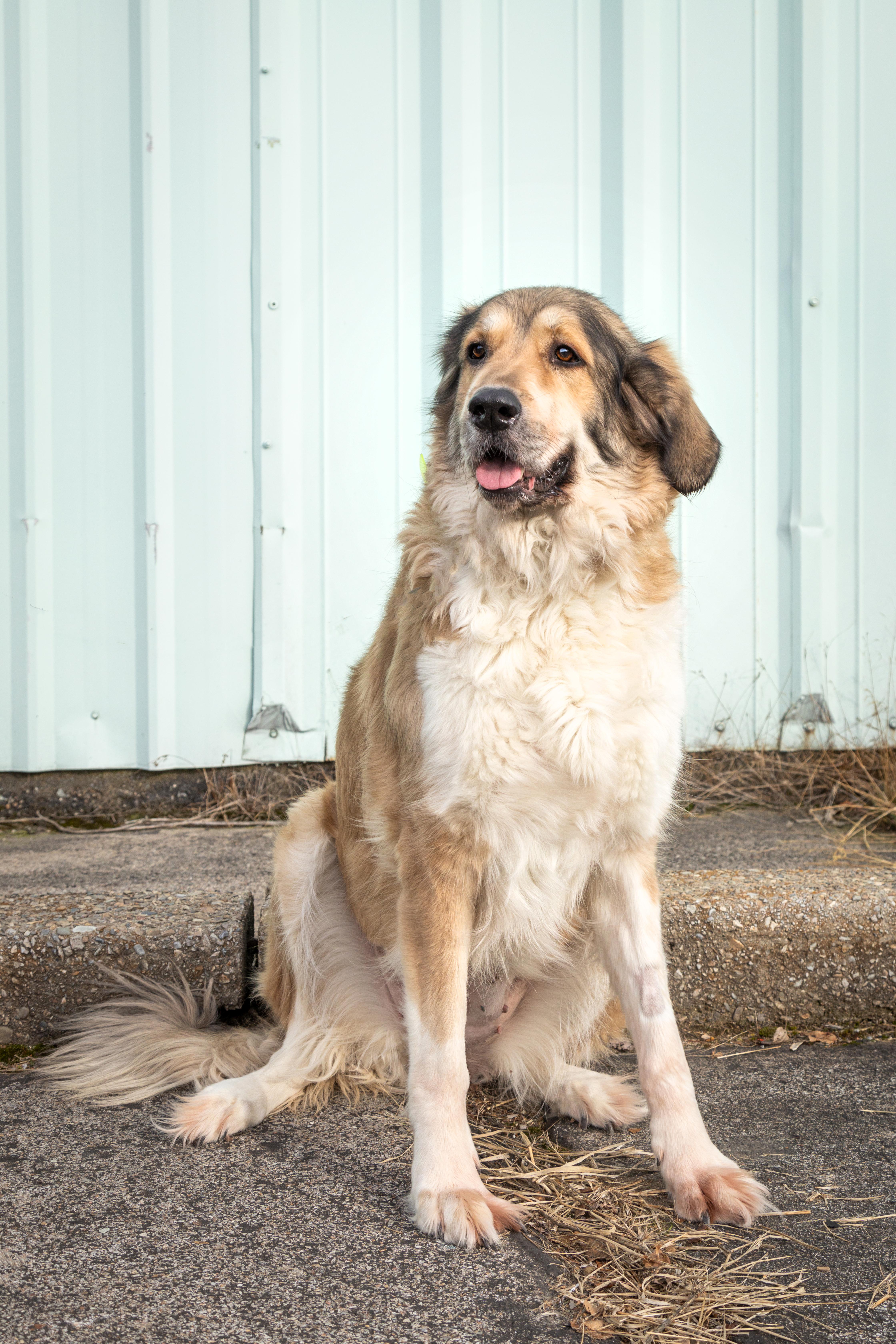 Enlarge Anastasia, a ADOPTABLE mixed breed in Kellogg, ID image 1/6
