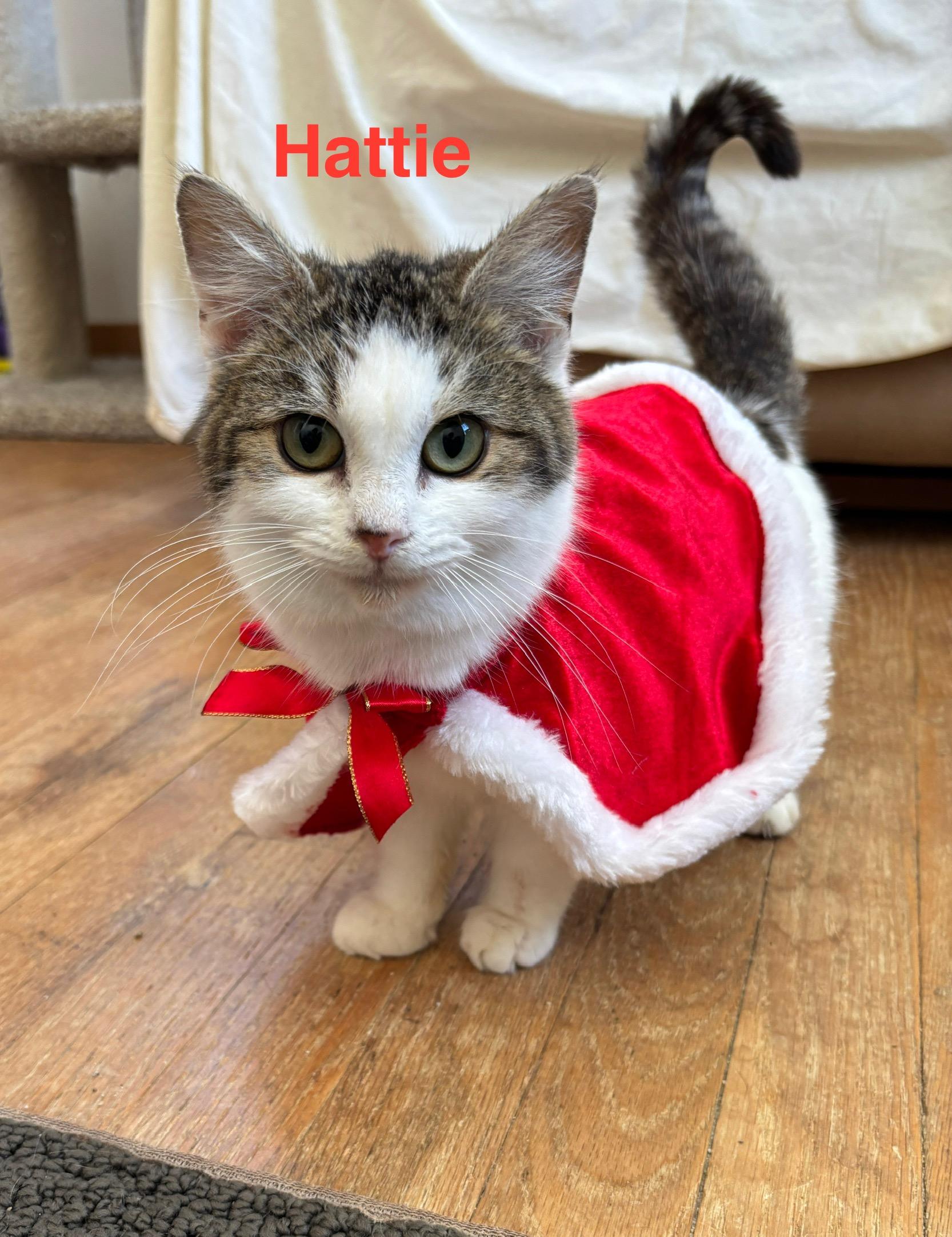 Enlarge Hattie (aka Peach), an adopted mixed breed in Sheboygan, WI image 3/4