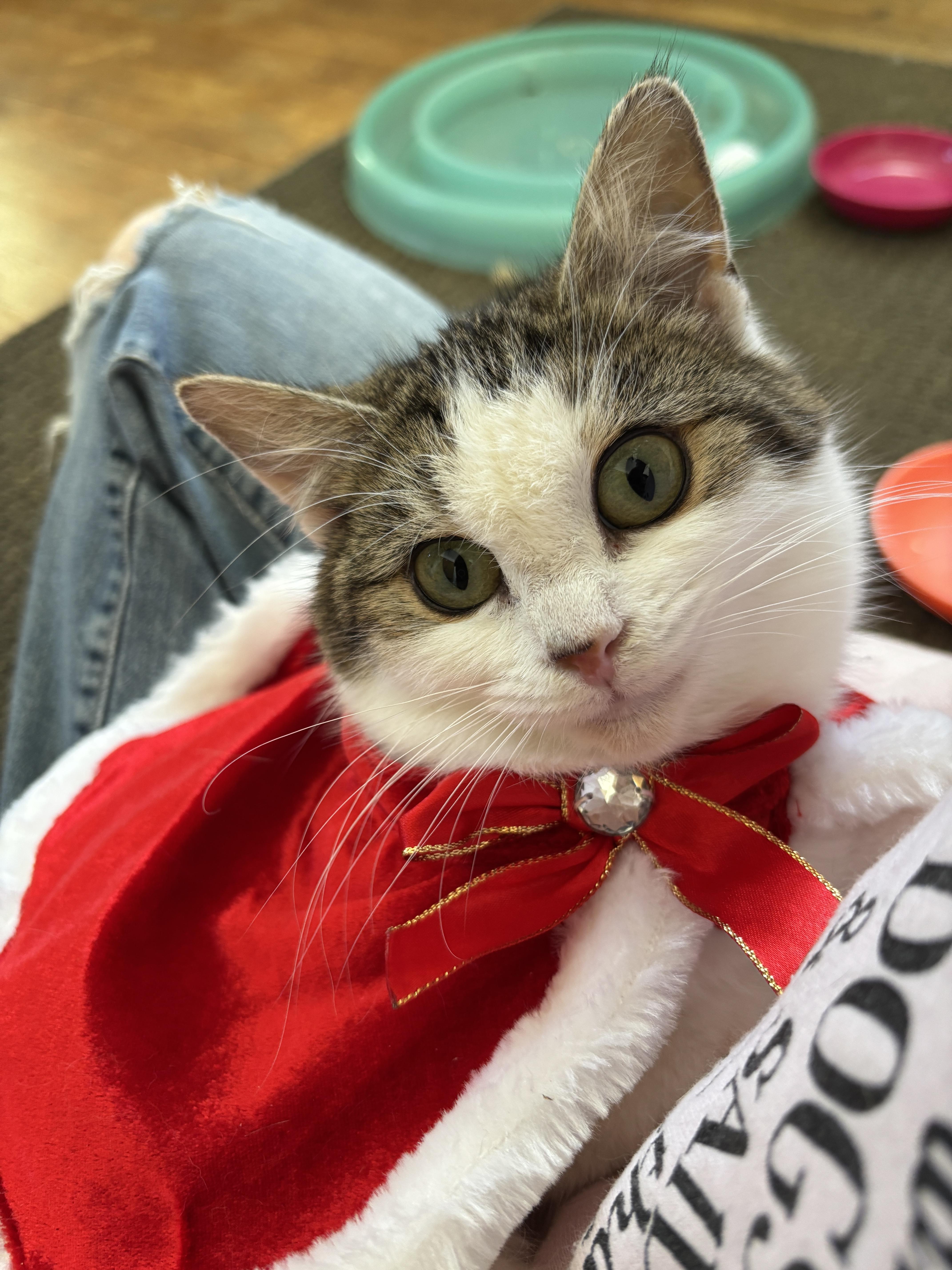 Enlarge Hattie (aka Peach), an adopted mixed breed in Sheboygan, WI image 4/4