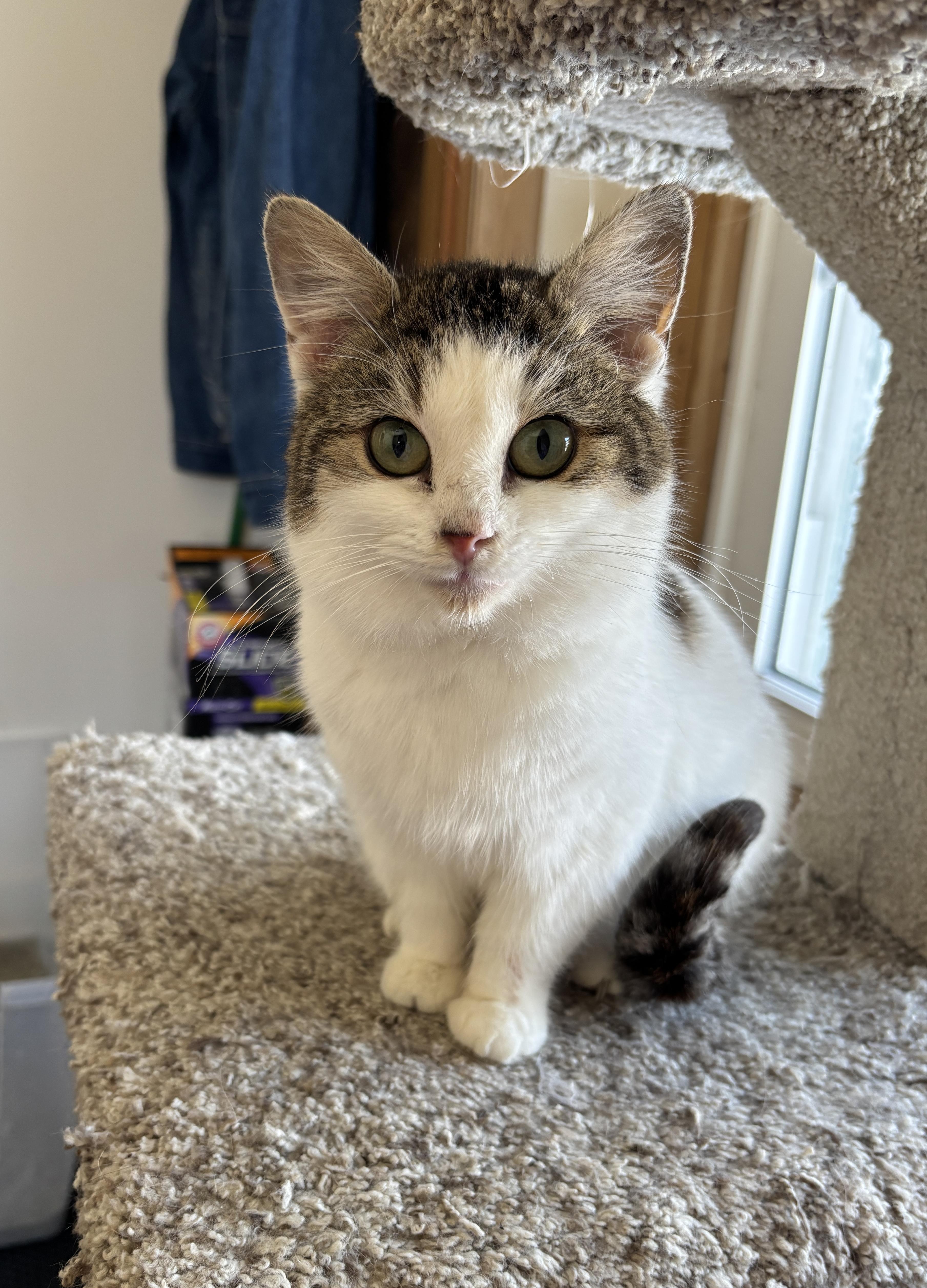 Enlarge Hattie (aka Peach), an adopted mixed breed in Sheboygan, WI image 2/4