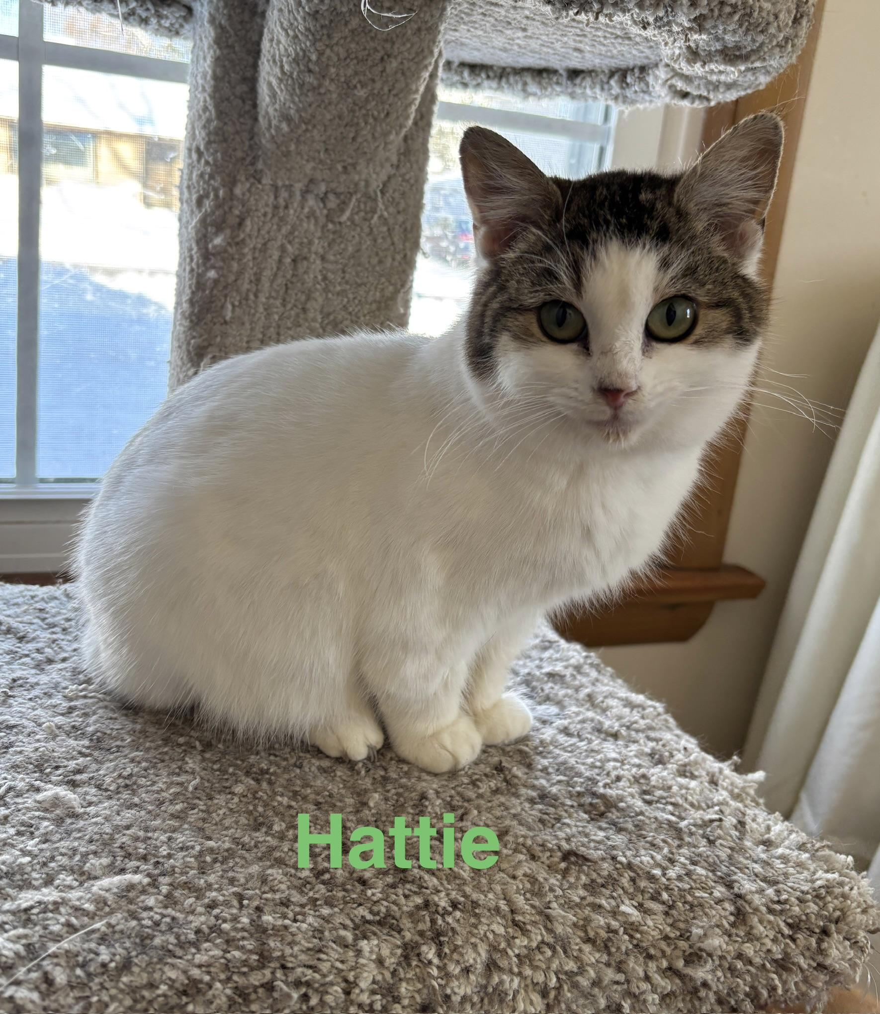 Hattie (aka Peach), adopted, Young Female Domestic Short Hair.