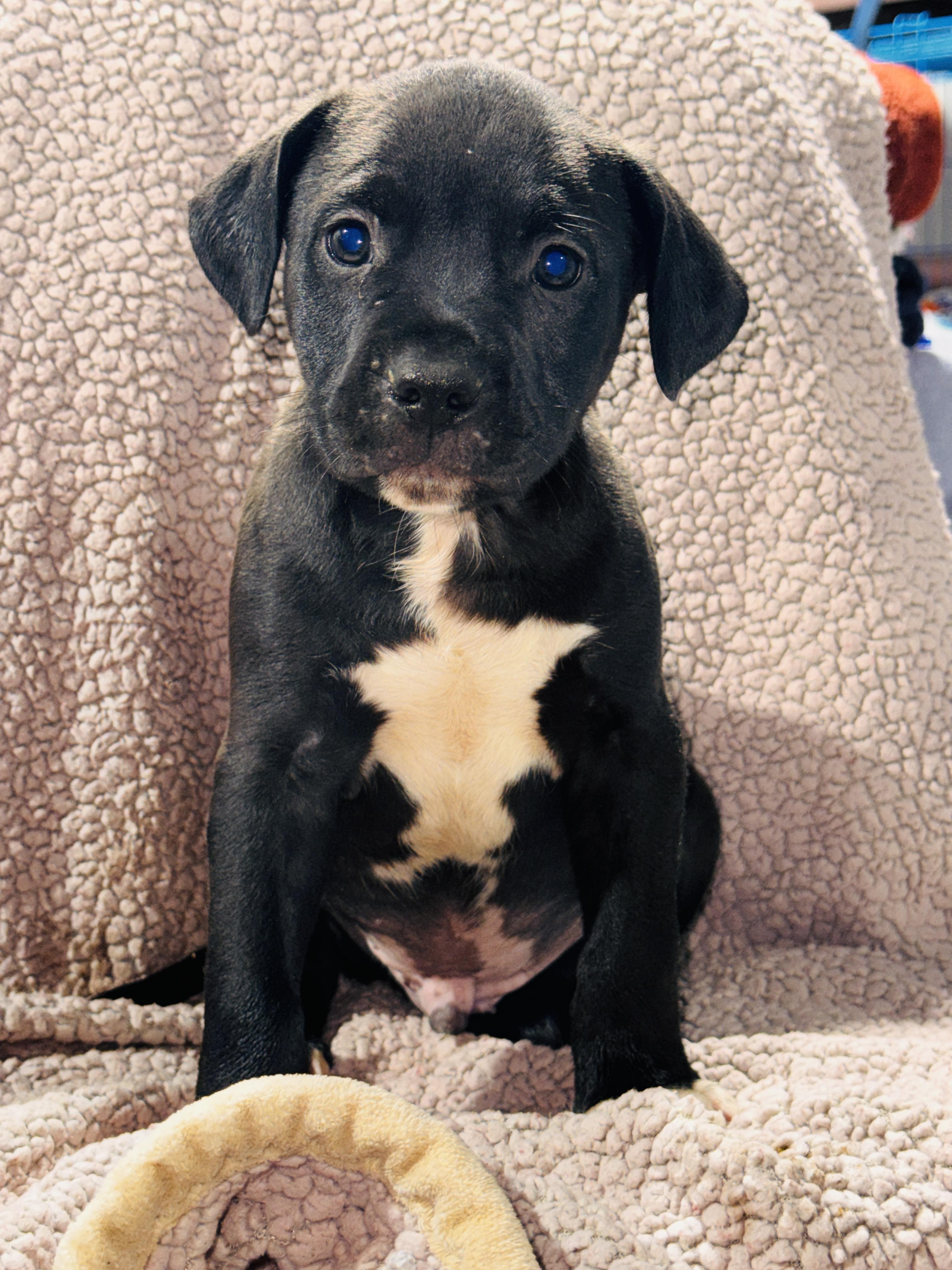 JACK, a ADOPTABLE Pit Bull Terrier in Jacksonville, FL image 2/4
