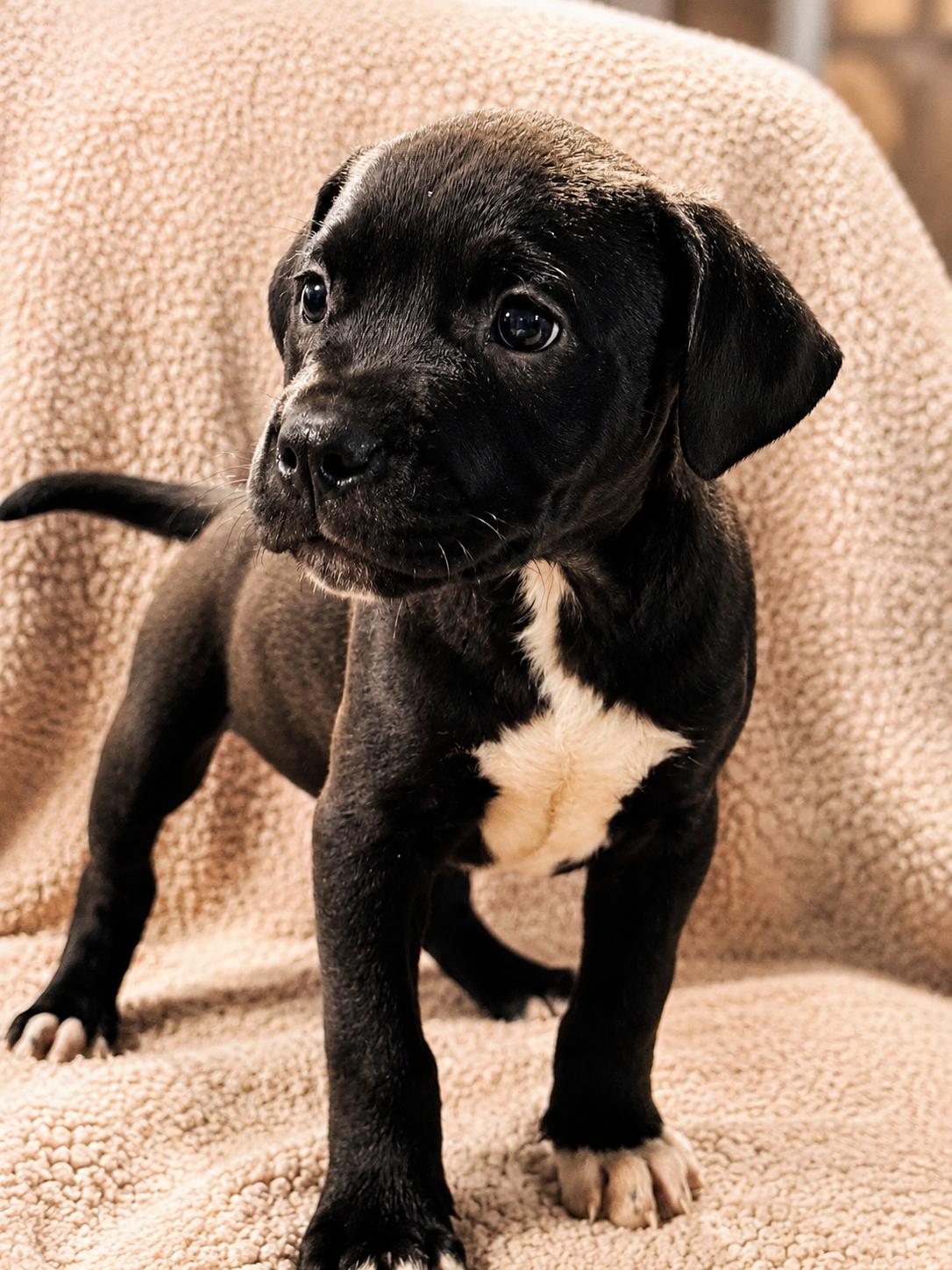 JACK, ADOPTABLE, Puppy Male Pit Bull Terrier.