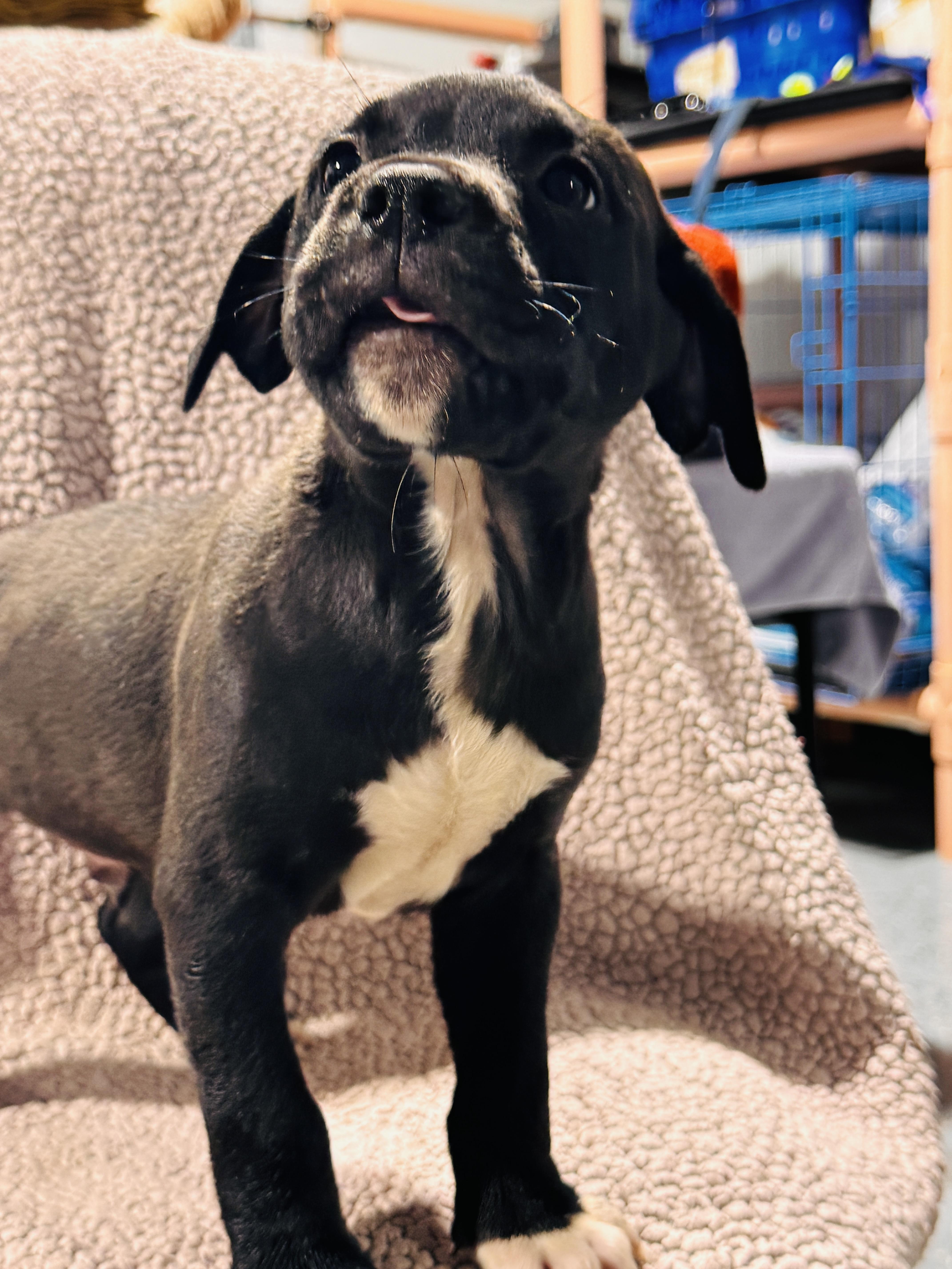 JACK, a ADOPTABLE Pit Bull Terrier in Jacksonville, FL image 4/4