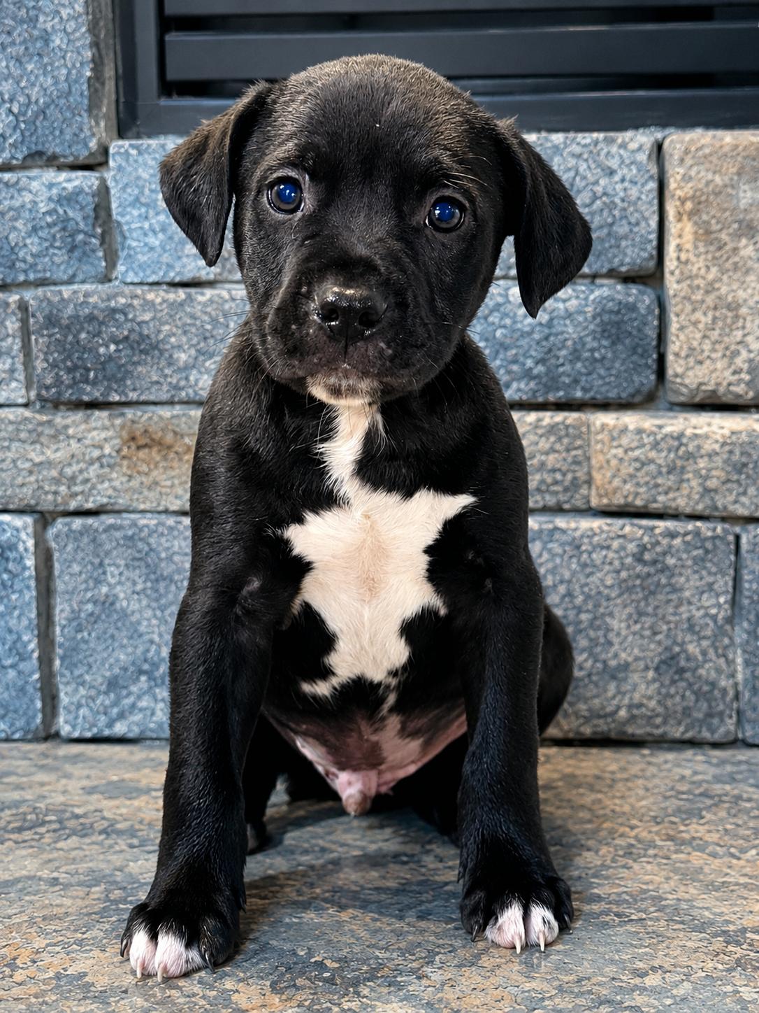 JACK, a ADOPTABLE Pit Bull Terrier in Jacksonville, FL image 3/4