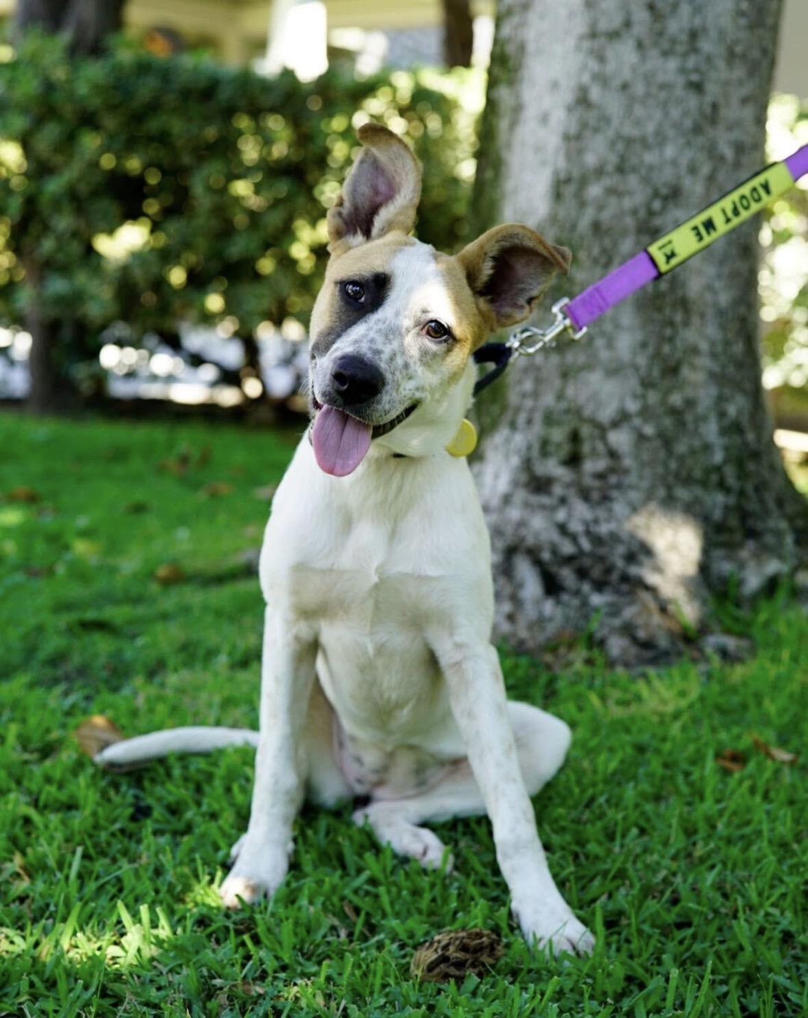 Enlarge Opal, a Adoptable mixed breed in Pasadena, CA image 1/5