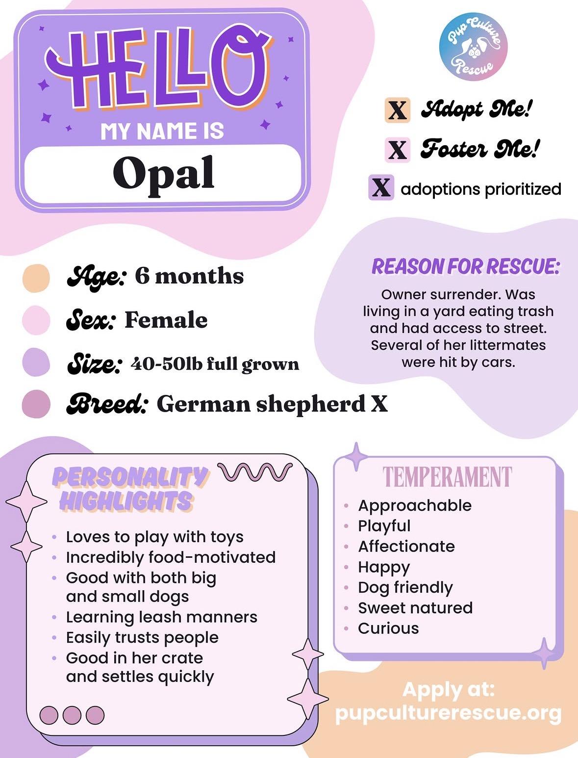 Enlarge Opal, a Adoptable mixed breed in Pasadena, CA image 2/5