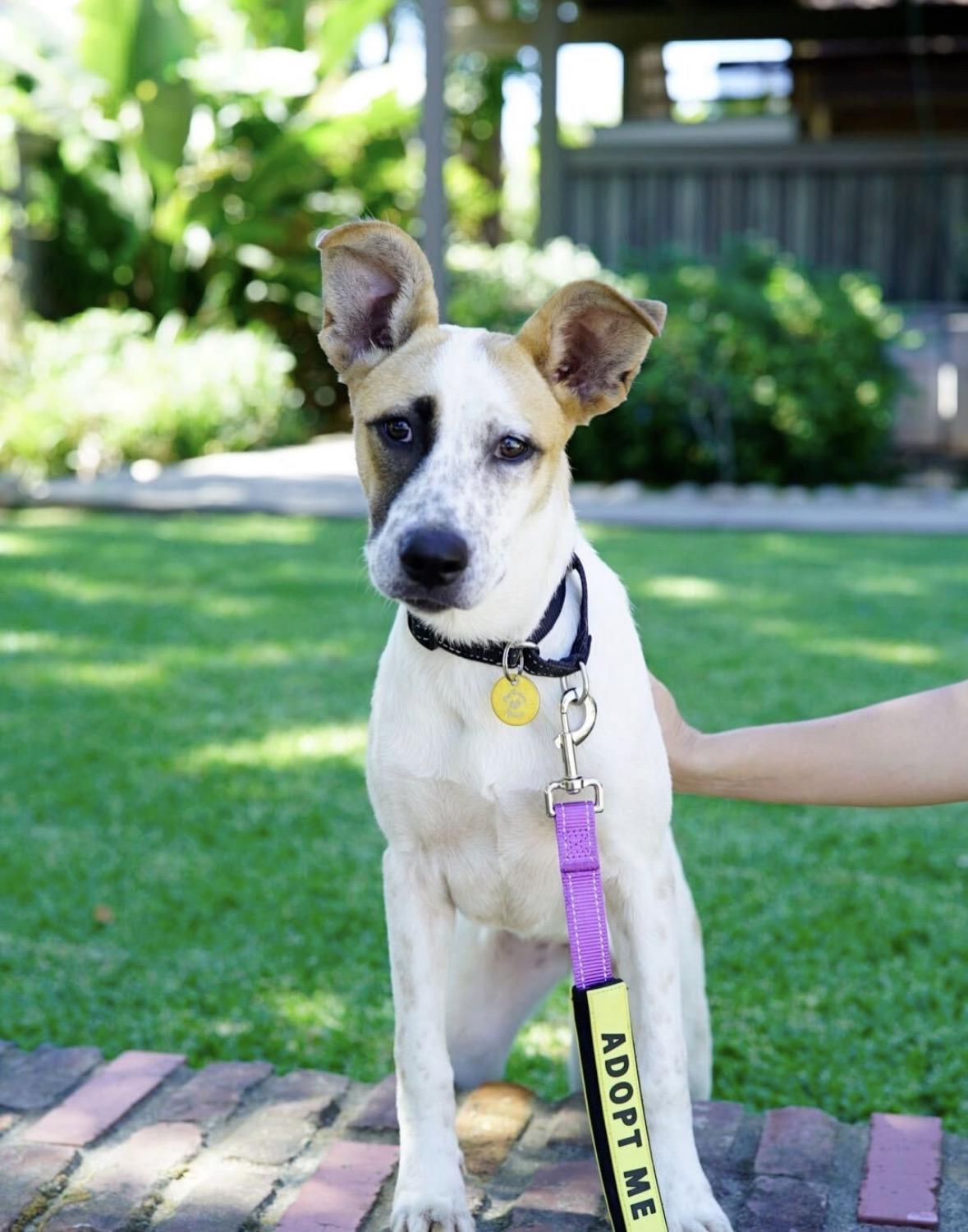 Enlarge Opal, a Adoptable mixed breed in Pasadena, CA image 4/5