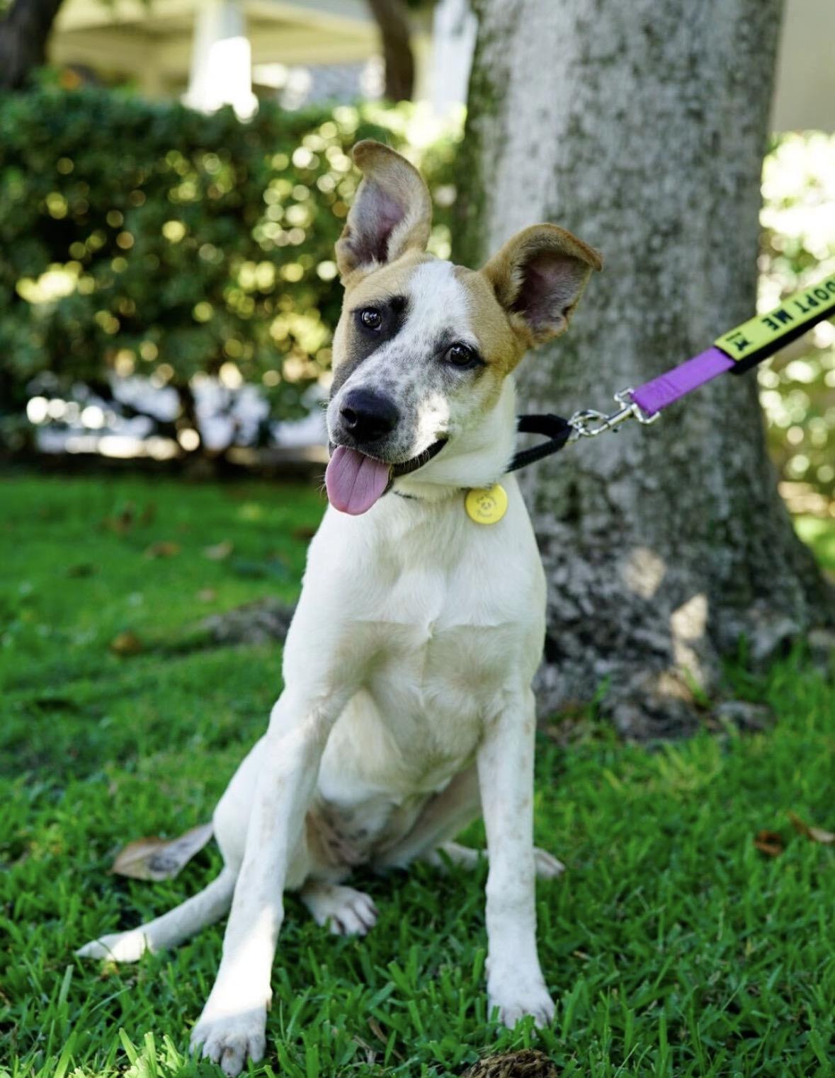 Enlarge Opal, a Adoptable mixed breed in Pasadena, CA image 5/5