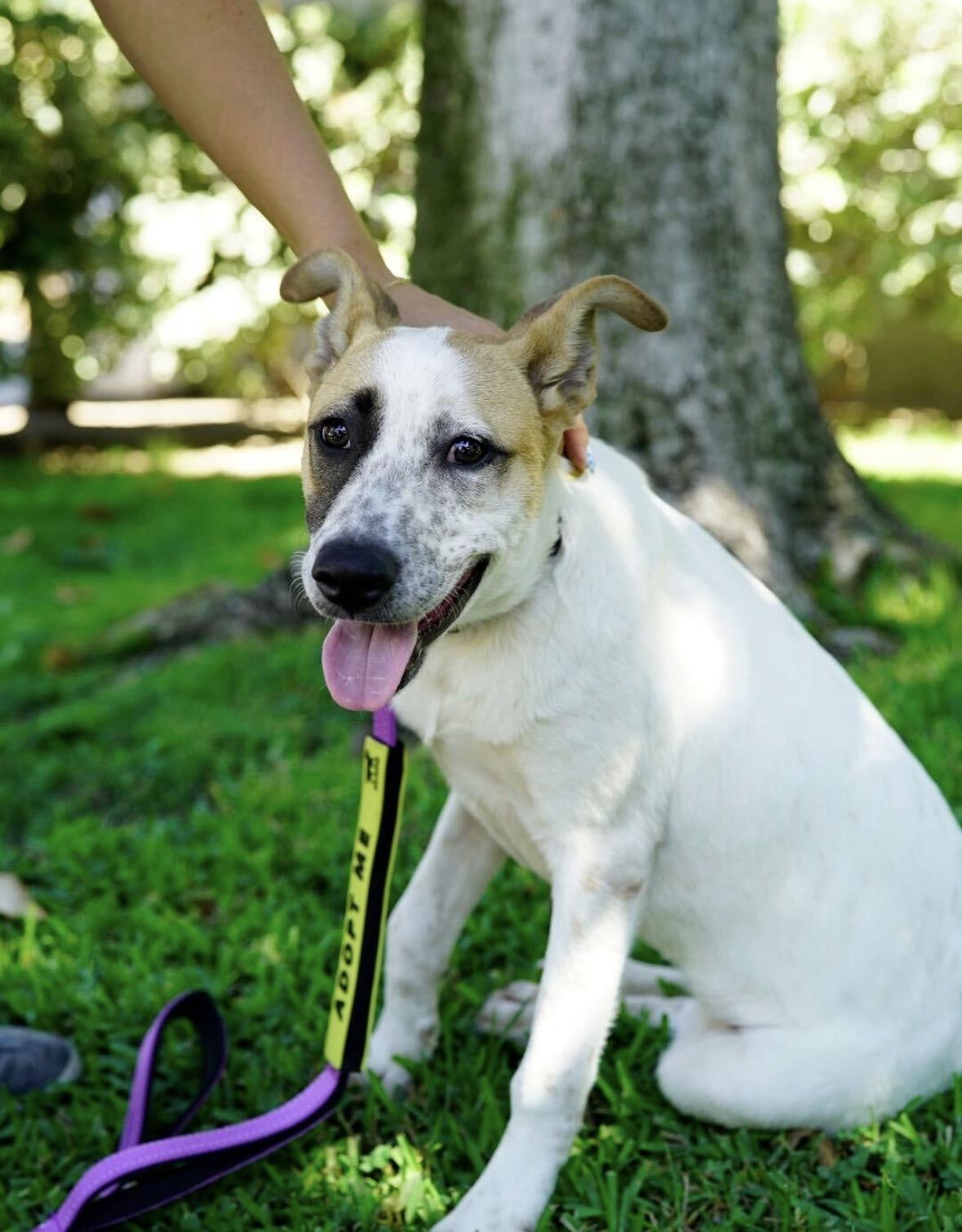 Enlarge Opal, a Adoptable mixed breed in Pasadena, CA image 3/5