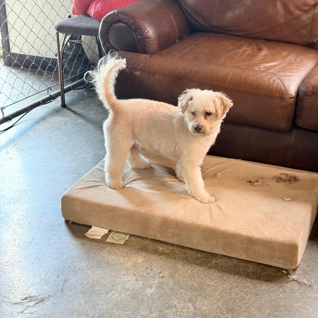 Enlarge Archie, a Adoptable mixed breed in Little Rock, AR image 1/5