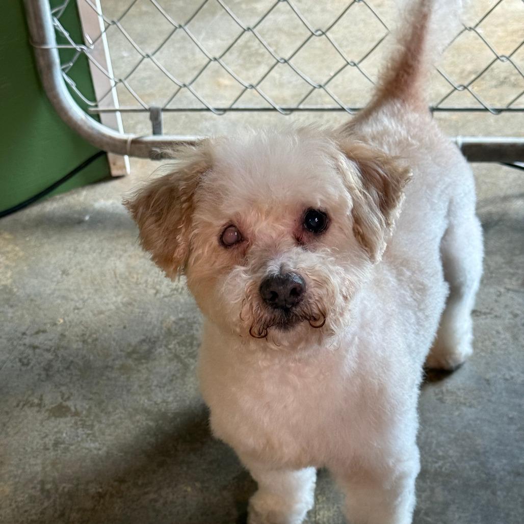 Enlarge Archie, a Adoptable mixed breed in Little Rock, AR image 2/5