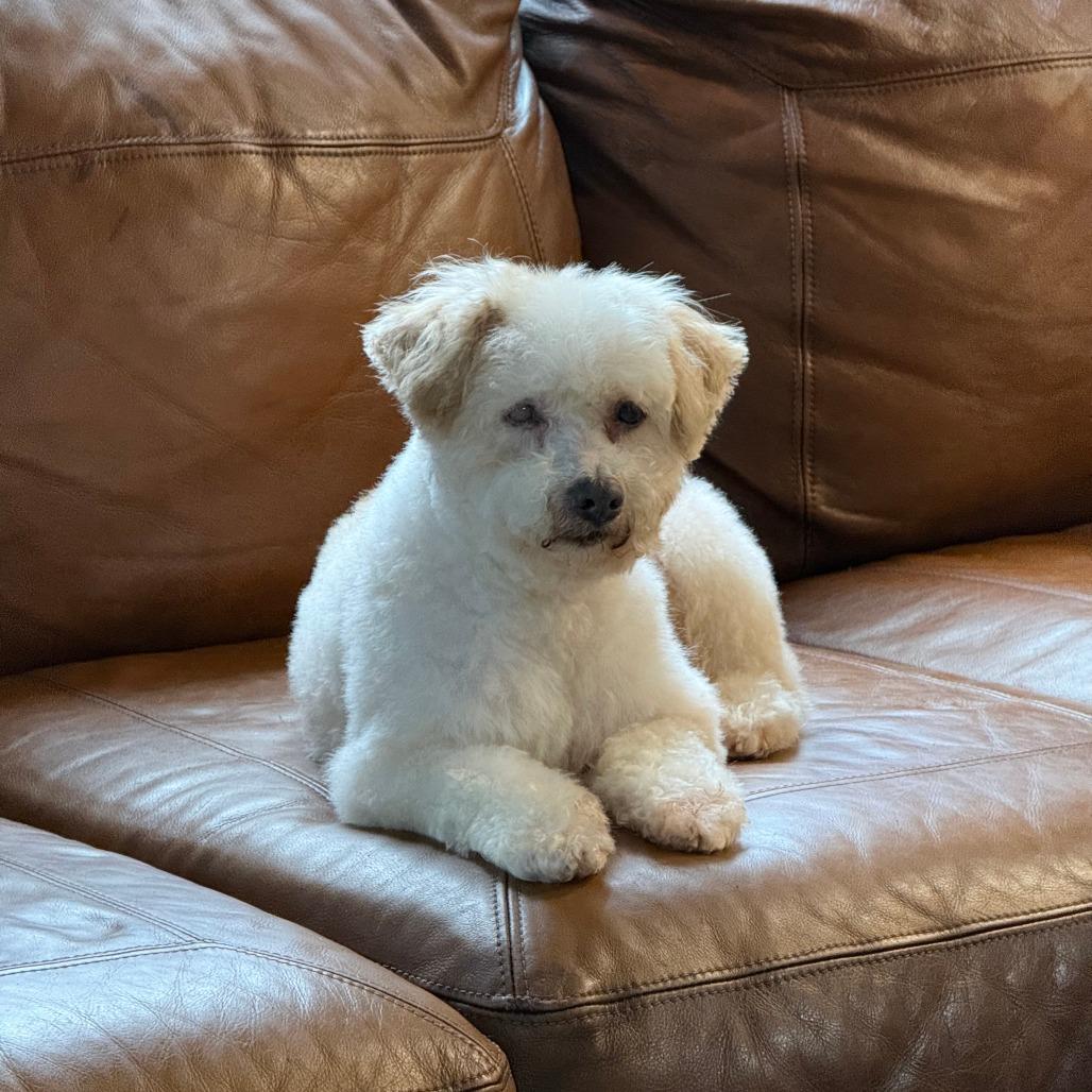 Enlarge Archie, a Adoptable mixed breed in Little Rock, AR image 3/5