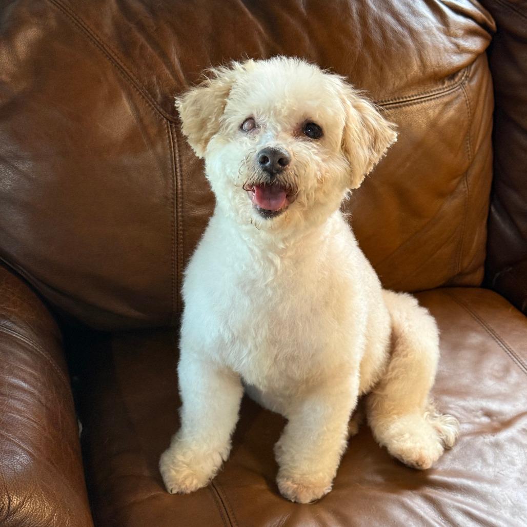 Enlarge Archie, a Adoptable mixed breed in Little Rock, AR image 4/5