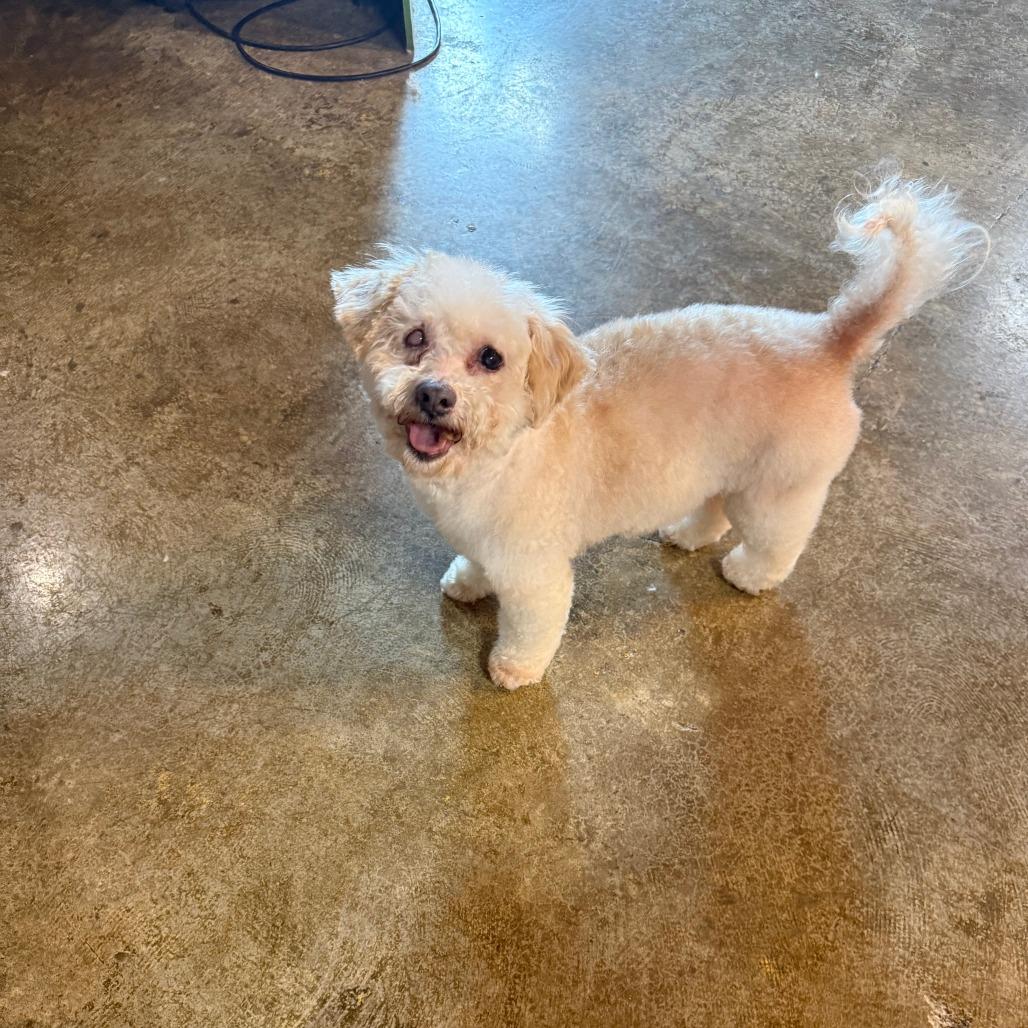 Enlarge Archie, a Adoptable mixed breed in Little Rock, AR image 5/5