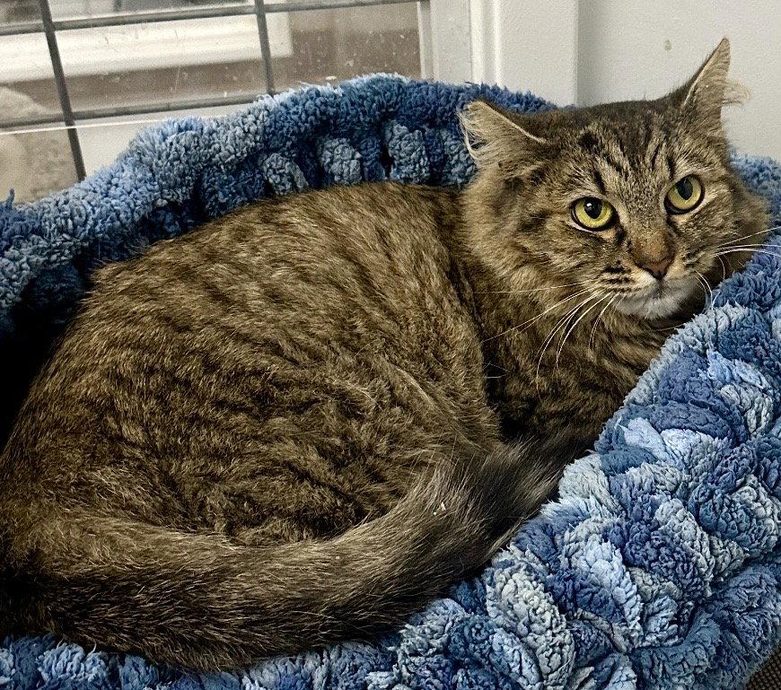 Enlarge Ruthie, a Adoptable Domestic Long Hair in West Hills, CA image 1/3