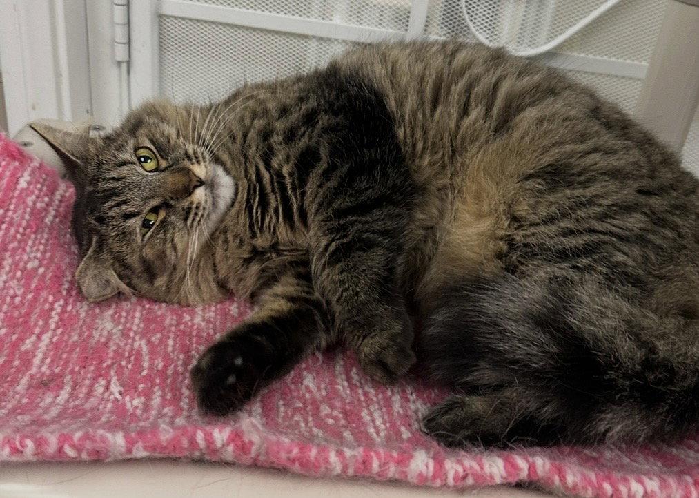 Enlarge Ruthie, a Adoptable Domestic Long Hair in West Hills, CA image 2/3