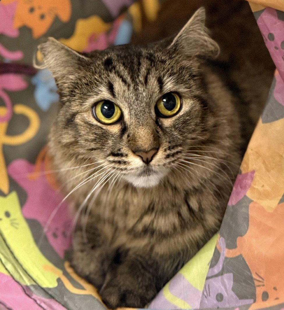 Enlarge Ruthie, a Adoptable Domestic Long Hair in West Hills, CA image 3/3