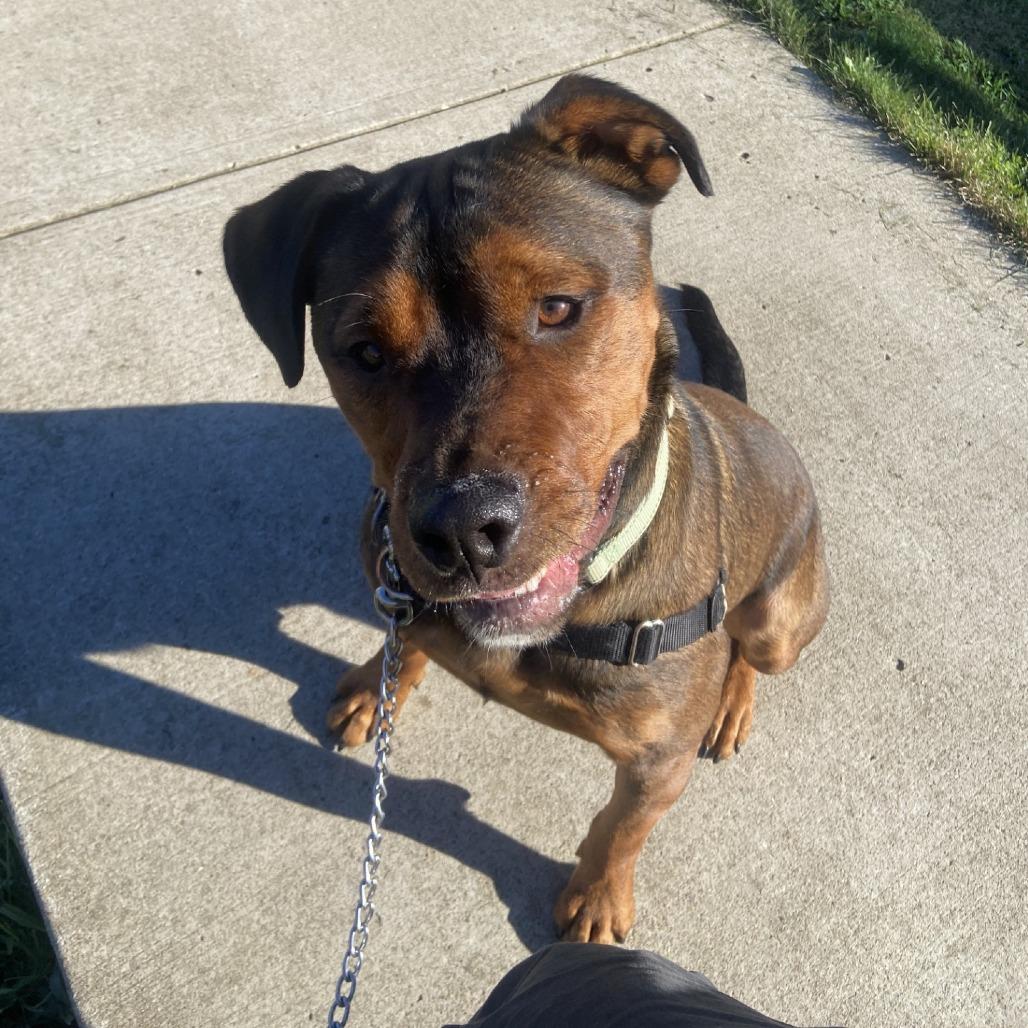 Enlarge Rai-Bear, a Adoptable Mixed Breed in Pittsburgh, PA image 1/6