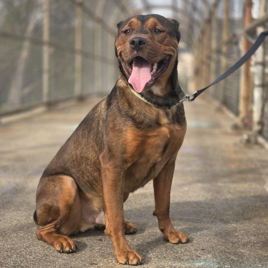 Enlarge Rai-Bear, a Adoptable Mixed Breed in Pittsburgh, PA image 2/6