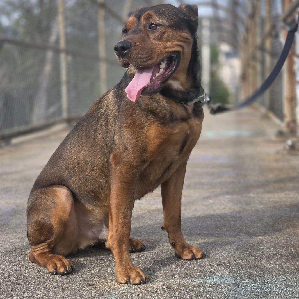 Enlarge Rai-Bear, a Adoptable Mixed Breed in Pittsburgh, PA image 3/6