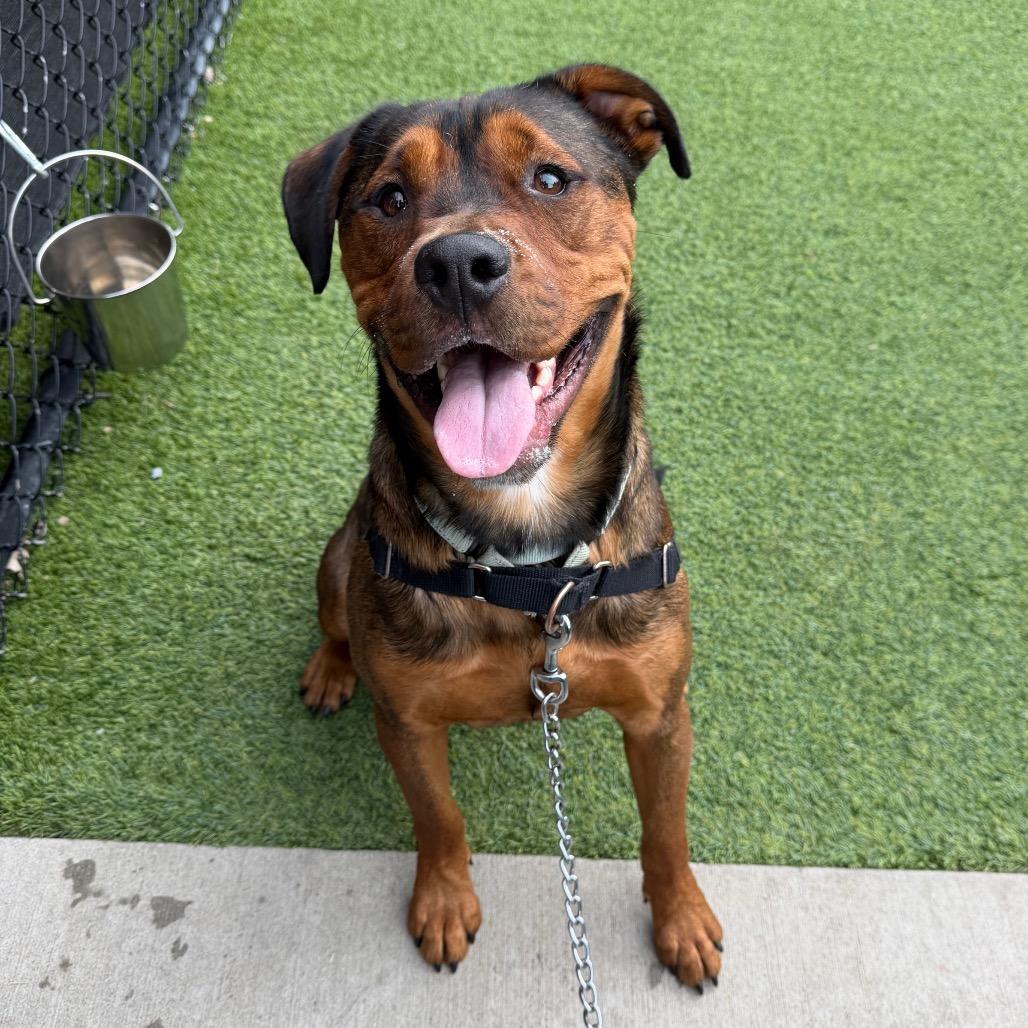 Enlarge Rai-Bear, a Adoptable Mixed Breed in Pittsburgh, PA image 4/6