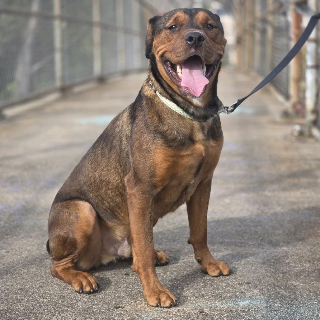Enlarge Rai-Bear, a Adoptable Mixed Breed in Pittsburgh, PA image 5/6