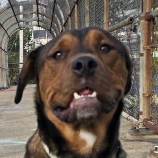 Enlarge Rai-Bear, a Adoptable Mixed Breed in Pittsburgh, PA image 6/6