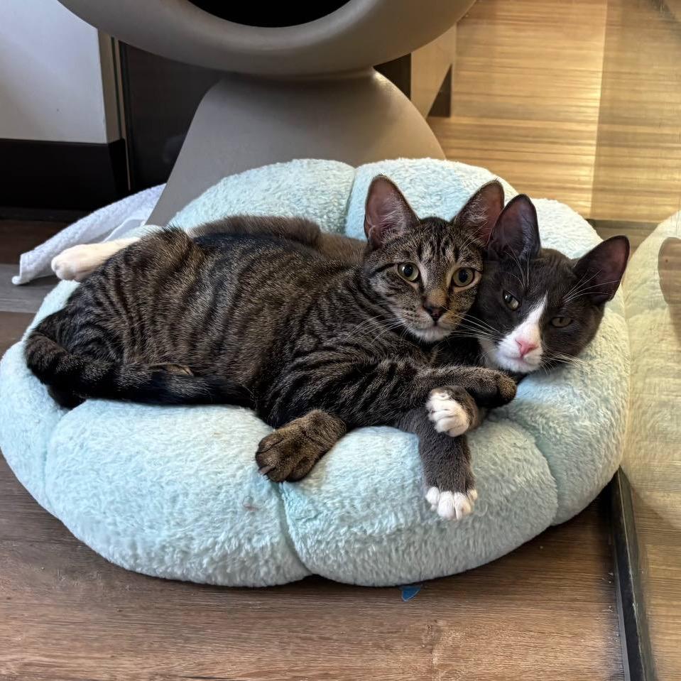 Enlarge Cooper, a Adoptable Domestic Short Hair in Wantagh, NY image 1/6