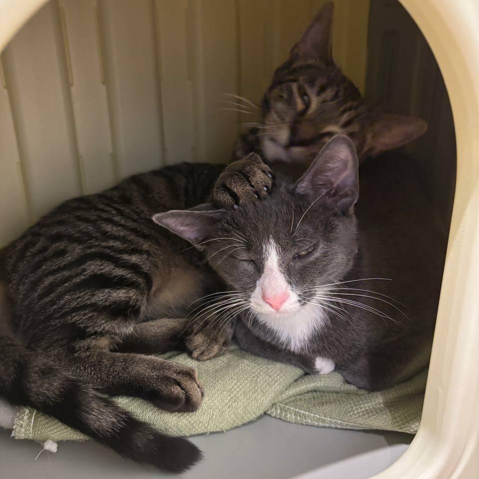 Enlarge Cooper, a Adoptable Domestic Short Hair in Wantagh, NY image 2/6