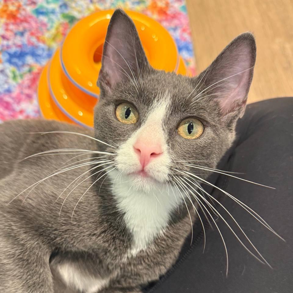 Enlarge Cooper, a Adoptable Domestic Short Hair in Wantagh, NY image 3/6