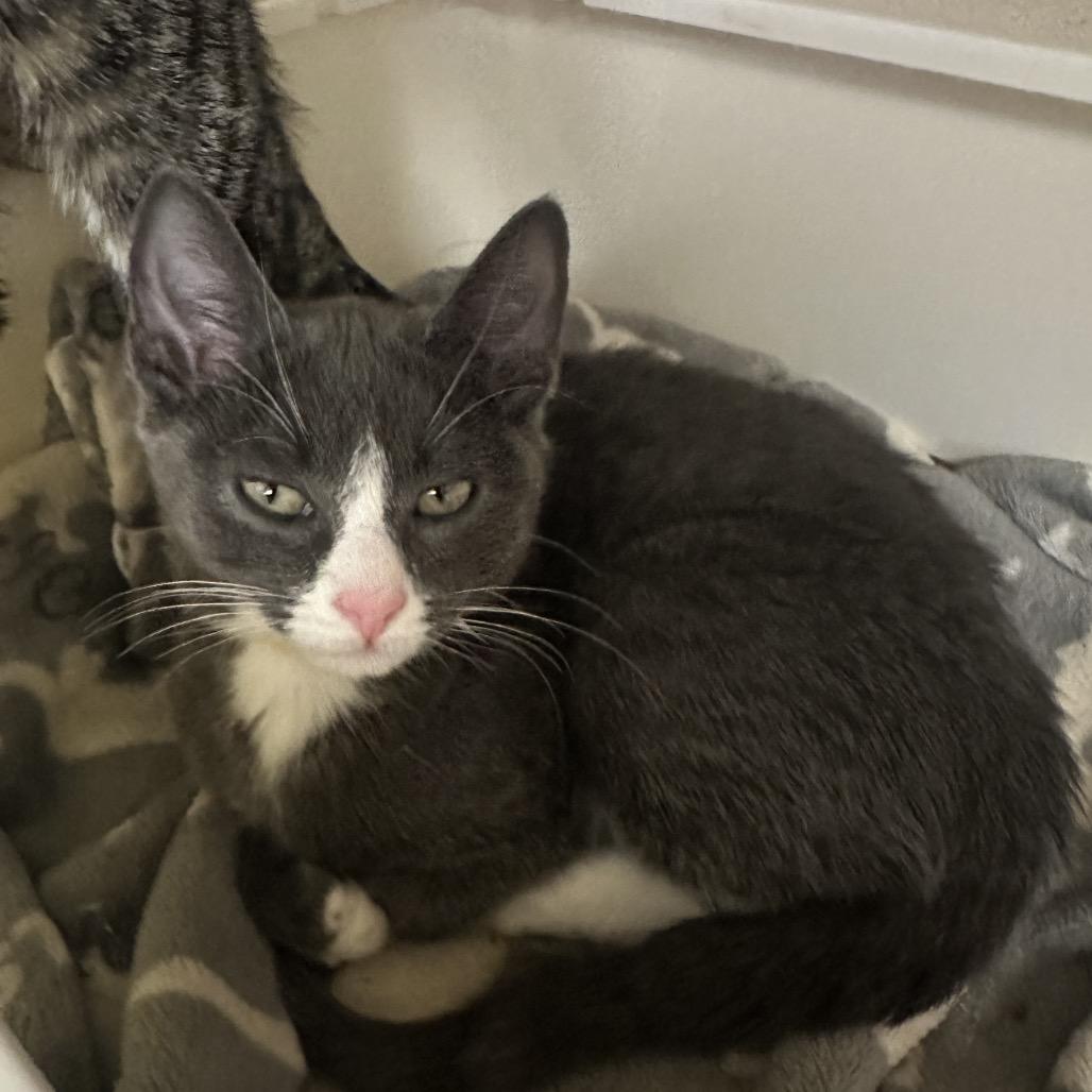Enlarge Cooper, a Adoptable Domestic Short Hair in Wantagh, NY image 4/6