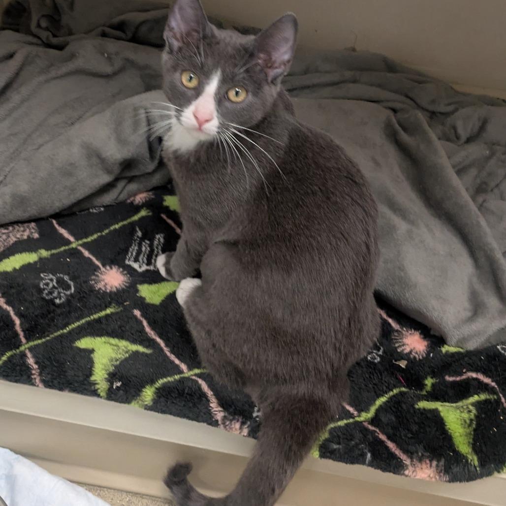Enlarge Cooper, a Adoptable Domestic Short Hair in Wantagh, NY image 5/6