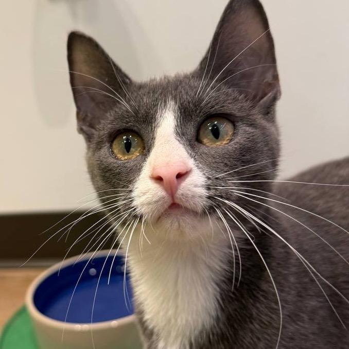 Enlarge Cooper, a Adoptable Domestic Short Hair in Wantagh, NY image 6/6